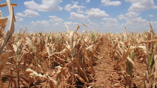 
					Zambia Declares A Food Emergency Following Severe Drought And Crop Failure