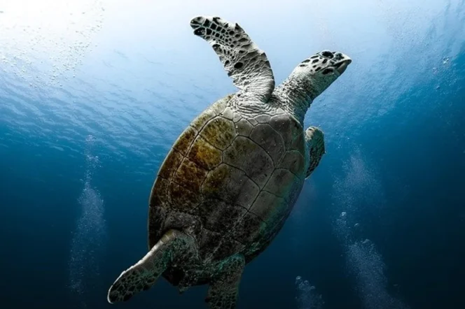 
					Marine Biologists Warn Of Long-Term Ecological Impact As Seas Warm Rapidly